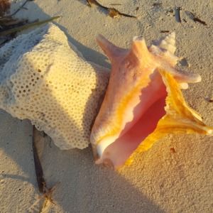 Meet your Posher, Toni